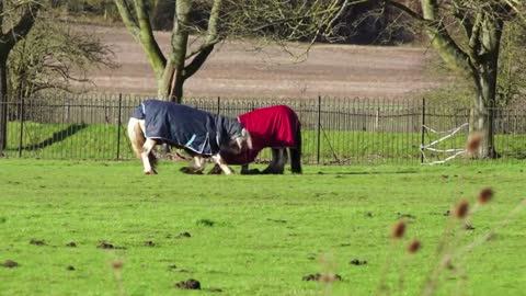 Horseplay! 2 Clothed Horses Play Fighting