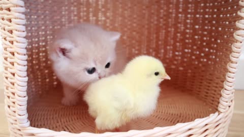Kittens walks with tiny chicken
