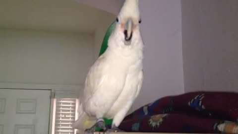 Cockatoo totally hates the vacuum cleaner