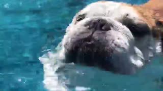Water-loving bulldog loves swimming in the pool