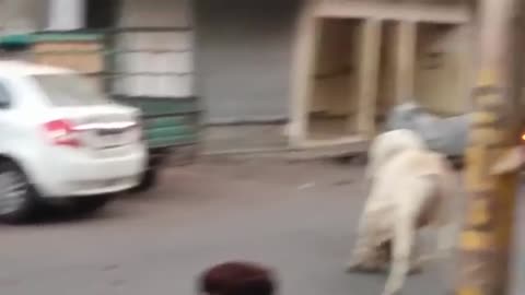 Heavy Bull Fight on busy Indian Road
