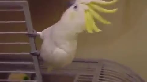 Cockatoo discovers he's going to the vet