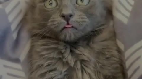 Cute cat reaction to ...