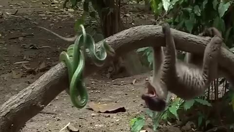 The fight between snakes and snakes😲🥵