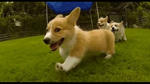 These Hilarious Slow-Mo Corgi Puppies Will Make You Laugh & Smile