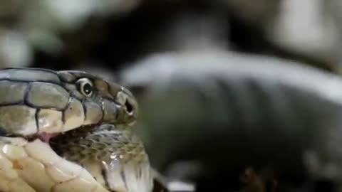 King Cobra Hunting Snake (OMF!!)