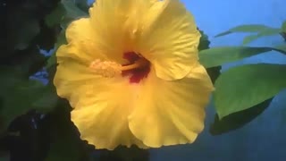 Yellow hibiscus flower, shows all its beauty in a small garden [Nature & Animals]
