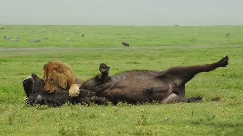 What a Amazing tacnic by Male Lion Taking Down a Buffalo