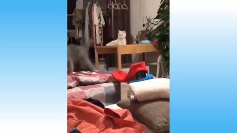 Top Funny Cat Videos of The Weekly 14