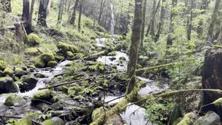 Dry Creek Falls Rainforest – Columbia River Gorge – Oregon – 4K