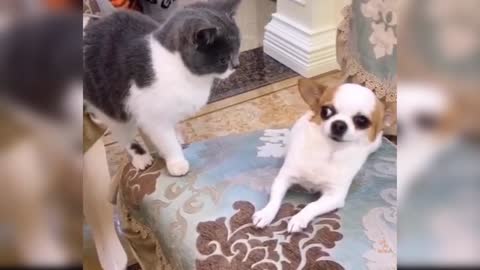Dog and cat Fanny video. #cat #dog #fanny