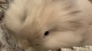 My Cute Bunny