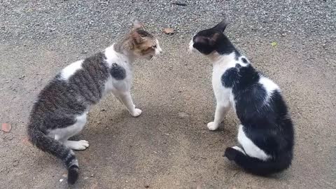 Cats Fighting with sound - Exclusive Video (Play with full sound)(720P_HD).mp4