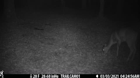 Great clip of two deer (does) getting a snack, 1 of 4, 3-3-21