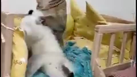 Kitten playing with her cat mom