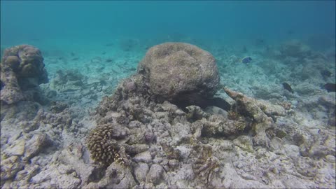 Maldives Short Snorkeling video Part 26