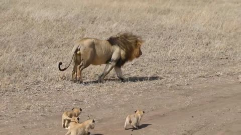 Cute cubs chasing big lion