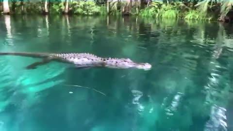 Crocodile 🐊 Tries To Eat Woman 👩