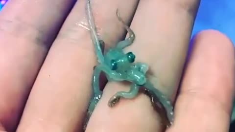 Blue baby Octopus 🐙