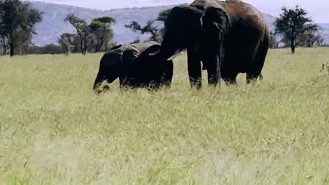 Big Black Elephant with its baby