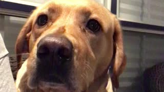 Remington the Winder Lab- voter anxiety