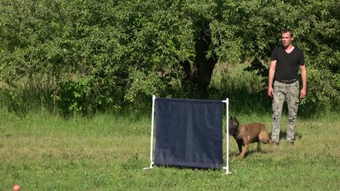 Get Active with Your Pup: The Exciting World of Agility Training!