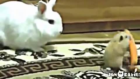Best Funny & Cute Animals