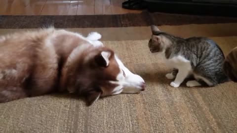 Cat bullies Husky