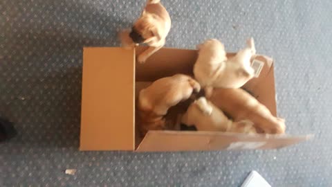 Pugs in a box