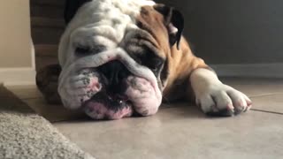 English Bulldog Helps Keep Floors Clean