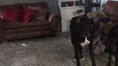 Great Dane Play Time!