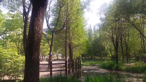 Arboretum trees sunshine beautiful scenery