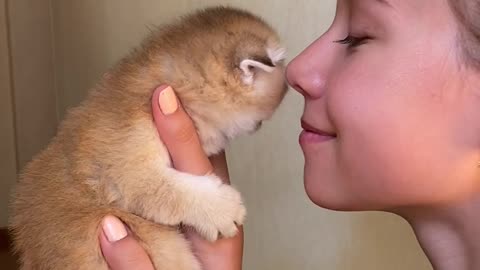 💗Cute Kitten With His New Mom 💗| wholesome video