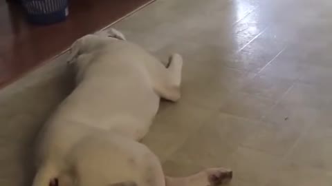 Dog Throws Tantrum When he Doesn't Get His Gravy