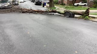 Tree uprooted