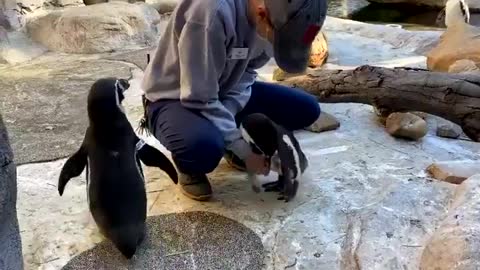 soo cute penguin jumping and clapping