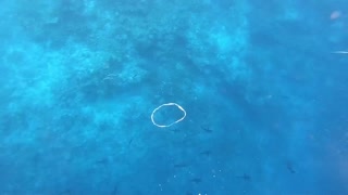 Underwater Bubble Rings towards a Reef