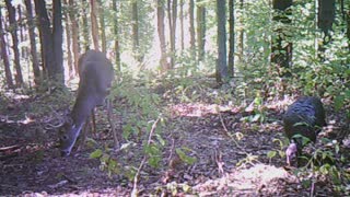 Buck and Turkey hanging out. Trail cam video