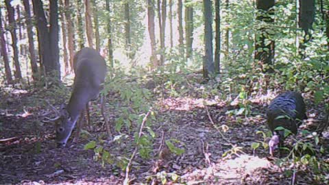 Buck and Turkey hanging out. Trail cam video