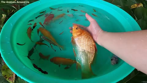 Carp Betta Goldfish Catfish Molly Guppy Swordtail Fish Perch Koi Cute animals ​