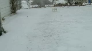 Husky discovering snow