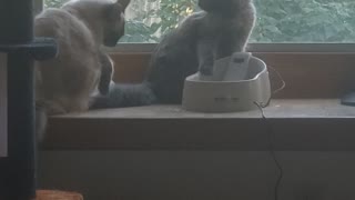 Two cats one bowl