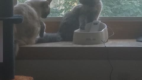 Two cats one bowl