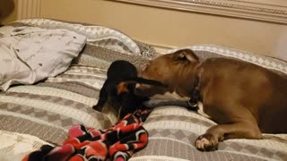 Ace and sadie rae playing in bed
