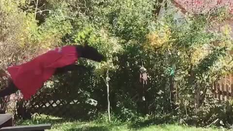 Black dog jumping with superman cape on