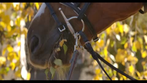 Extreme close-up of horse mouth chewing tree branch