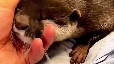 While fishing the man found a baby otter and then this happened