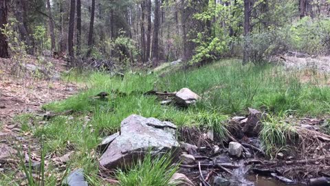 Small creek in the woods