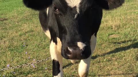 friendly cow licked my hand