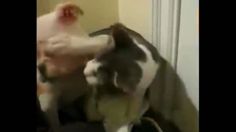 cat and dog fight